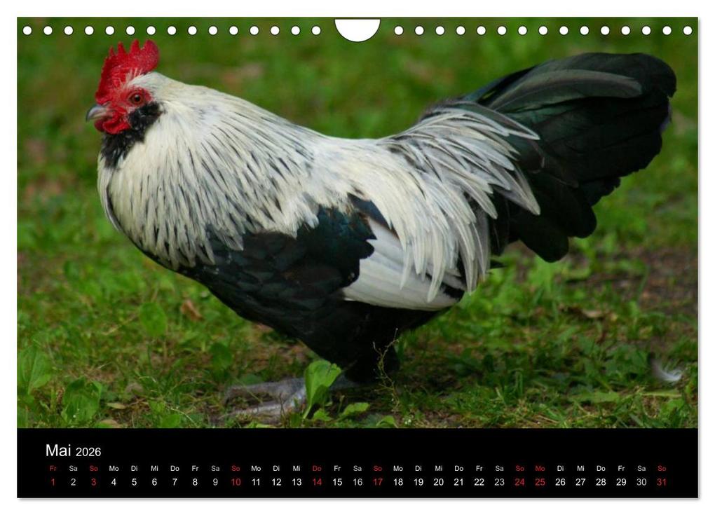 Weitere Ansicht: Die Welt der Hühner (Wandkalender 2026 DIN A4 quer), CALVENDO Monatskalender | kattobello kattobello, Calvendo, Kattobello