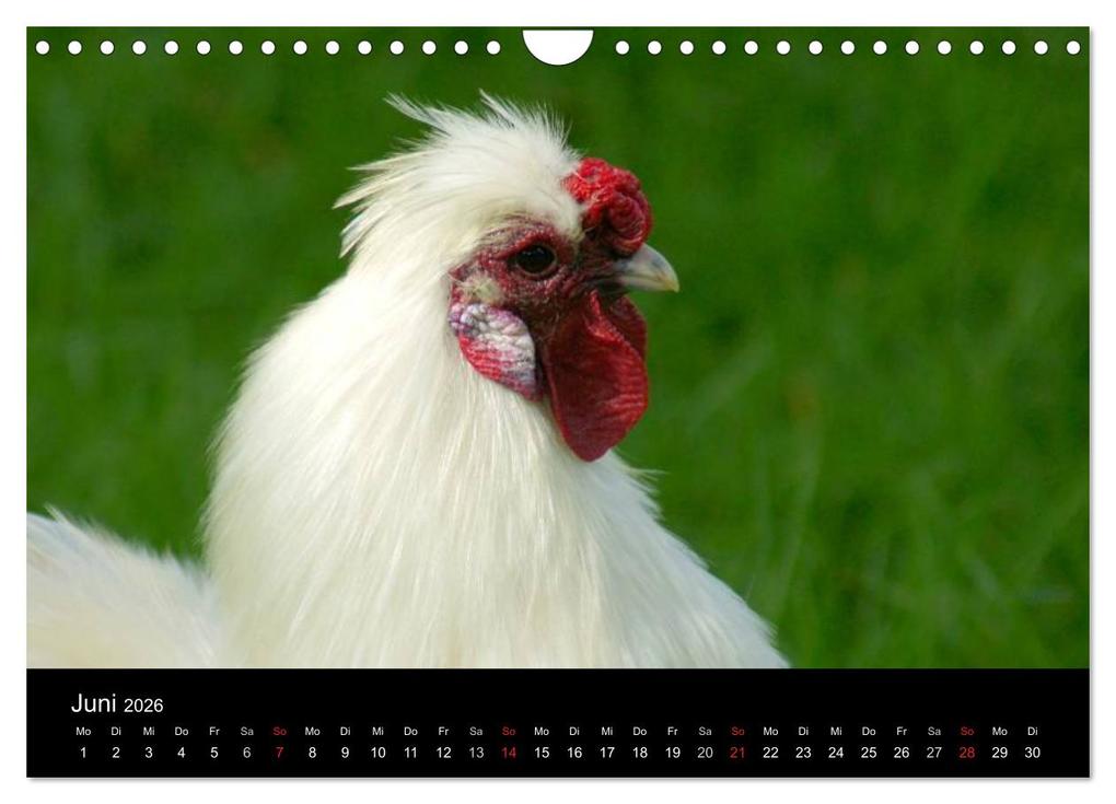 Weitere Ansicht: Die Welt der Hühner (Wandkalender 2026 DIN A4 quer), CALVENDO Monatskalender | kattobello kattobello, Calvendo, Kattobello