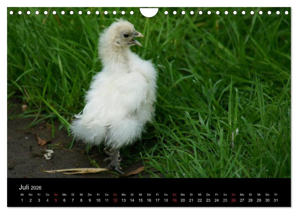 Weitere Ansicht: Die Welt der Hühner (Wandkalender 2026 DIN A4 quer), CALVENDO Monatskalender | kattobello kattobello, Calvendo, Kattobello