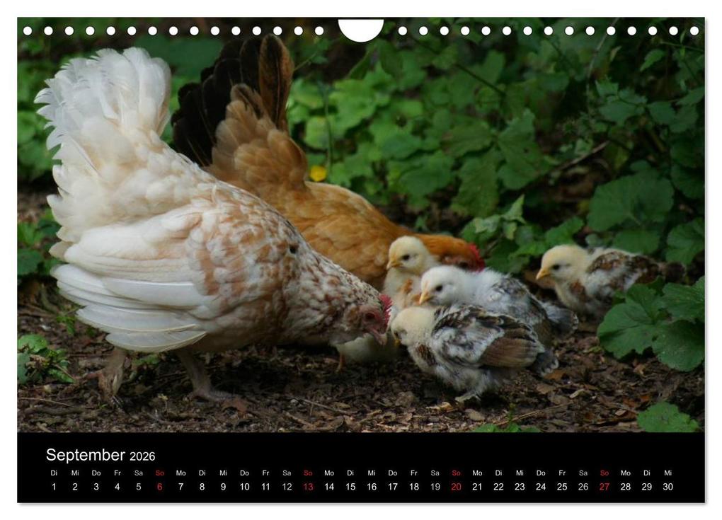 Weitere Ansicht: Die Welt der Hühner (Wandkalender 2026 DIN A4 quer), CALVENDO Monatskalender | kattobello kattobello, Calvendo, Kattobello