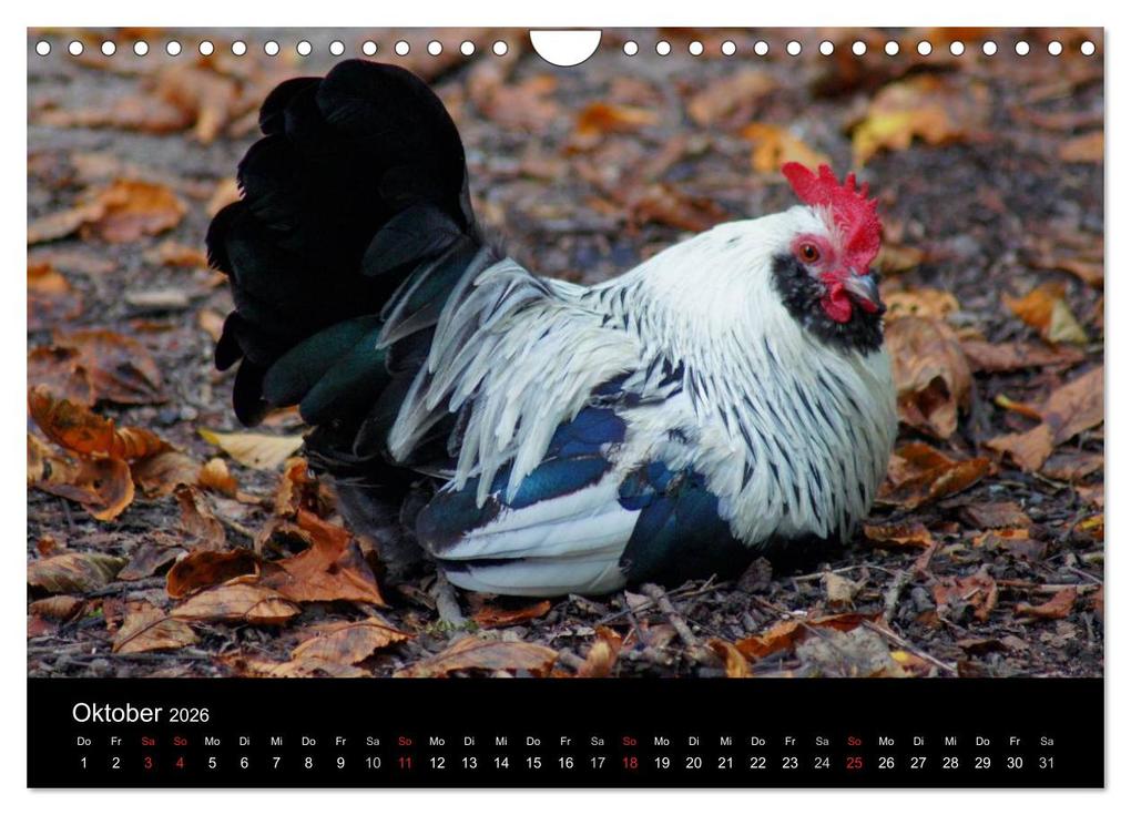 Weitere Ansicht: Die Welt der Hühner (Wandkalender 2026 DIN A4 quer), CALVENDO Monatskalender | kattobello kattobello, Calvendo, Kattobello