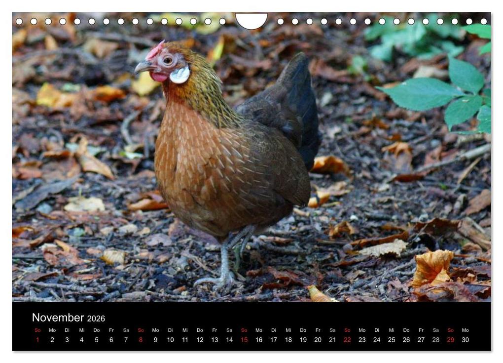 Weitere Ansicht: Die Welt der Hühner (Wandkalender 2026 DIN A4 quer), CALVENDO Monatskalender | kattobello kattobello, Calvendo, Kattobello
