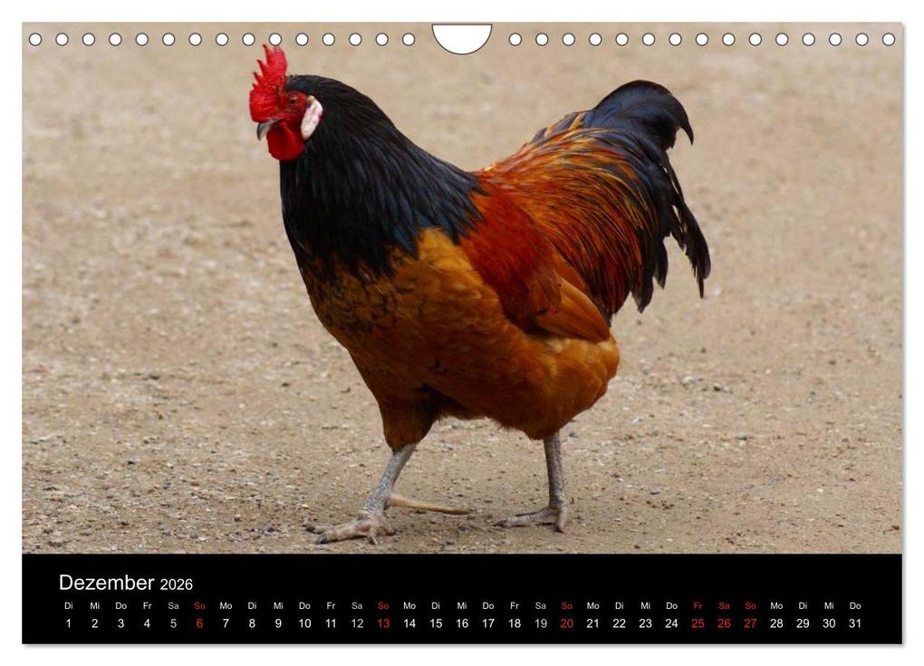 Weitere Ansicht: Die Welt der Hühner (Wandkalender 2026 DIN A4 quer), CALVENDO Monatskalender | kattobello kattobello, Calvendo, Kattobello