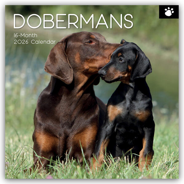 Produktbild: Dobermans - Dobermann 2026 - 16-Monatskalender | Gifted Stationery Co. Ltd