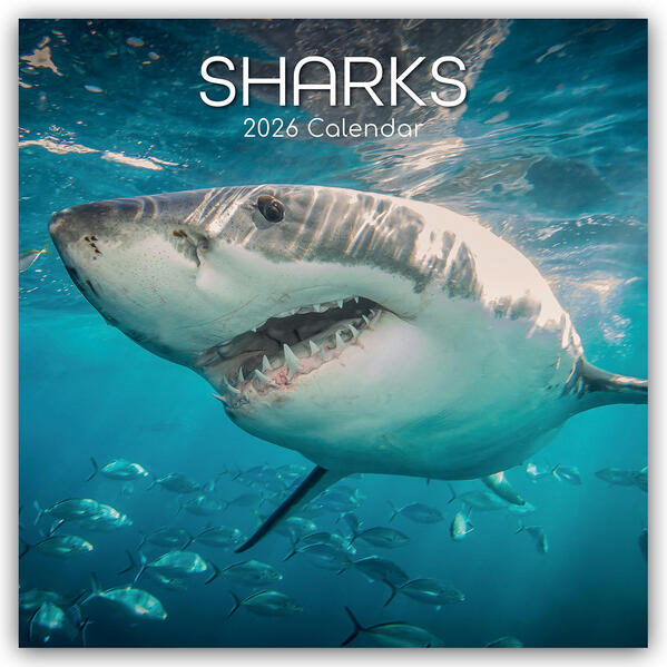Produktbild: Sharks - Haie 2026 - 16-Monatskalender | Gifted Stationery Co. Ltd