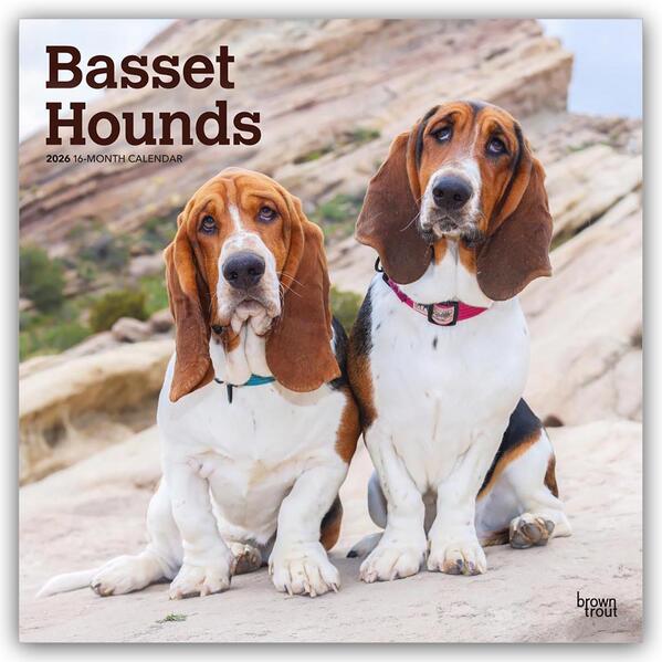 Produktbild: Basset Hounds 2026 - 16-Monatskalender | Browntrout Publishers