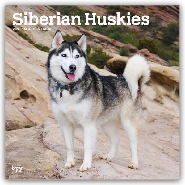 Produktbild: Siberian Huskies - Siberian Husky 2026 - 16-Monatskalender | Browntrout Publishers