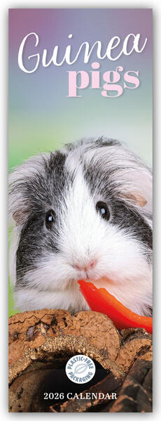 Produktbild: Guniea Pigs - Meerschweinchen 2026 - Slimline-Kalender | Carousel Calendar