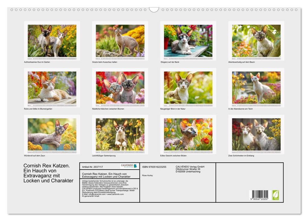 Weitere Ansicht: Cornish Rex Katzen. Ein Hauch von Extravaganz mit Locken und Charakter (Wandkalender 2026 DIN A2 quer), CALVENDO Monatskalender | Calvendo, Rose Hurley