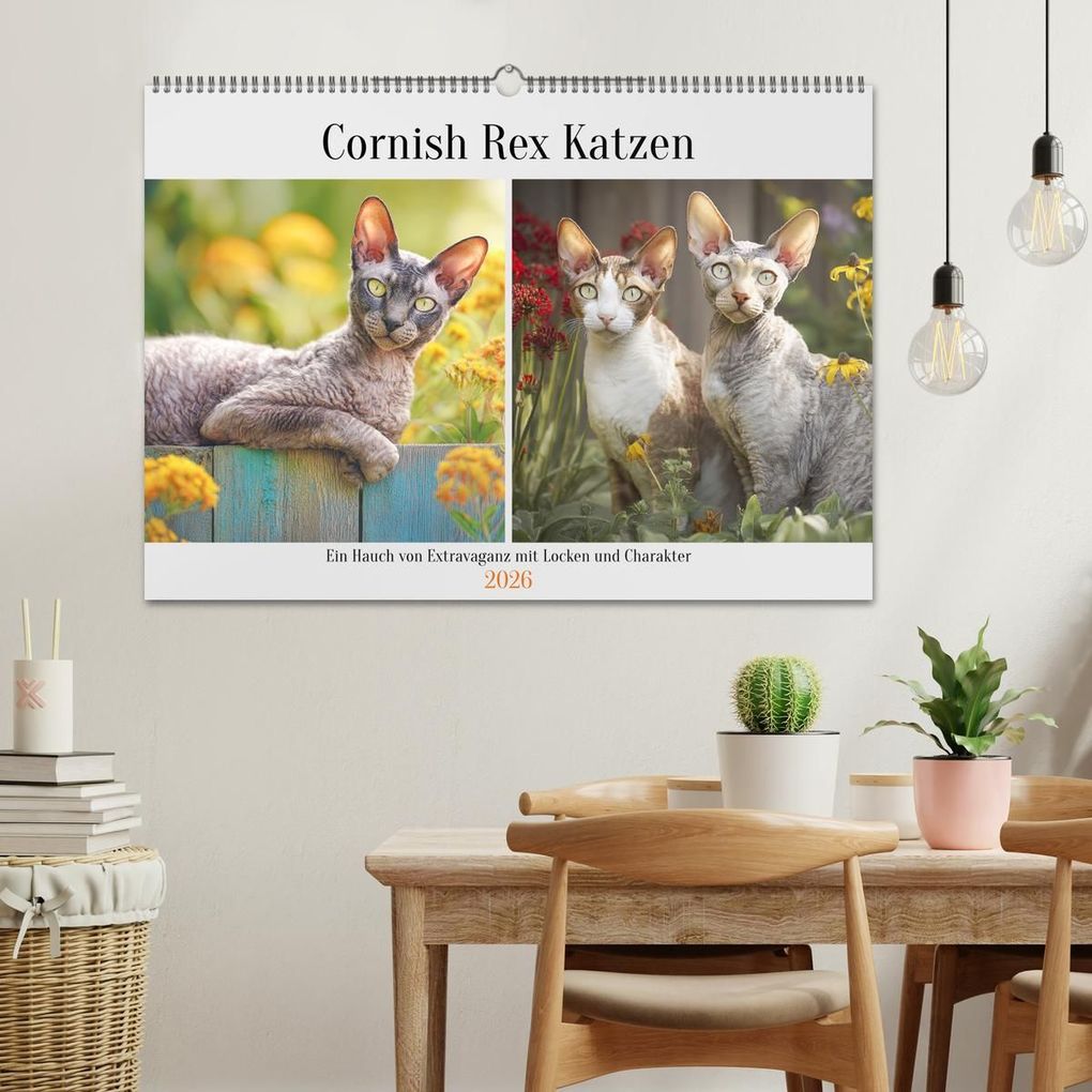 Weitere Ansicht: Cornish Rex Katzen. Ein Hauch von Extravaganz mit Locken und Charakter (Wandkalender 2026 DIN A2 quer), CALVENDO Monatskalender | Calvendo, Rose Hurley
