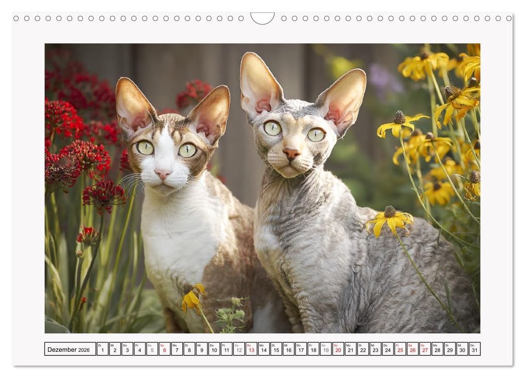 Weitere Ansicht: Cornish Rex Katzen. Ein Hauch von Extravaganz mit Locken und Charakter (Wandkalender 2026 DIN A3 quer), CALVENDO Monatskalender | Calvendo, Rose Hurley