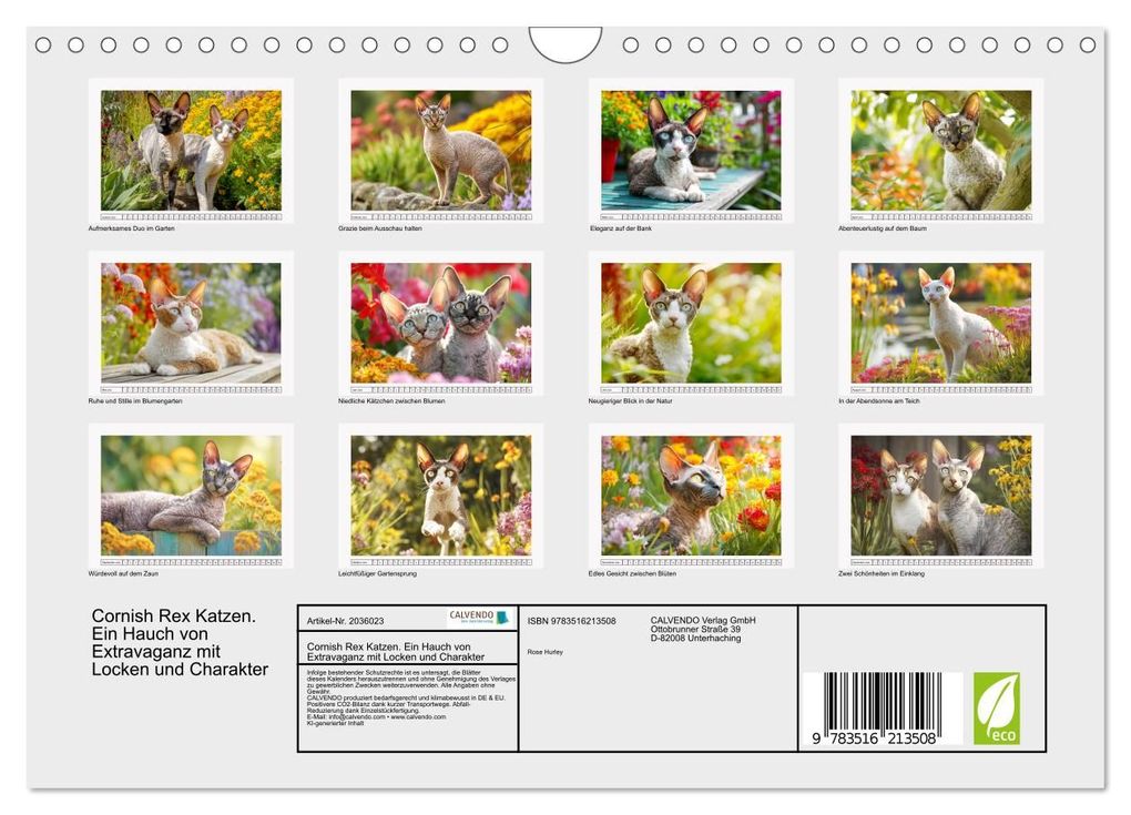 Weitere Ansicht: Cornish Rex Katzen. Ein Hauch von Extravaganz mit Locken und Charakter (Wandkalender 2026 DIN A4 quer), CALVENDO Monatskalender | Calvendo, Rose Hurley