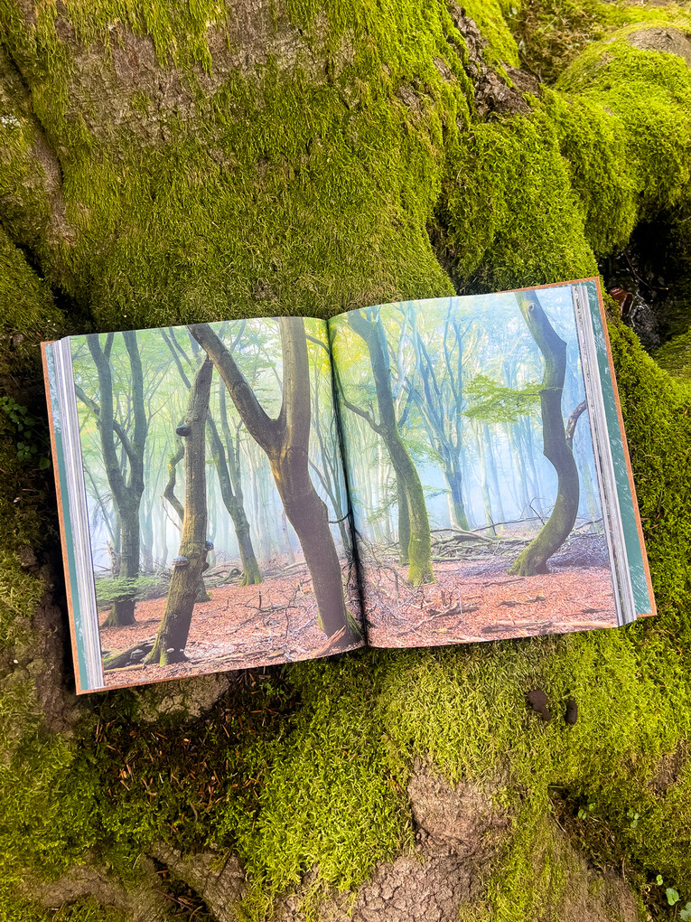 Weitere Ansicht: THE WOODS | Pia Franziska Kraus