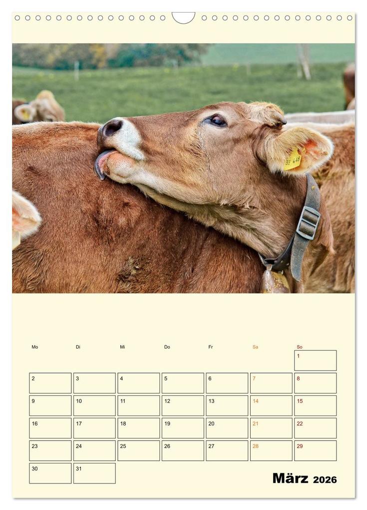 Weitere Ansicht: Glückliche Bergkühe (Wandkalender 2026 DIN A3 hoch), CALVENDO Monatskalender | Peter Roder, Calvendo