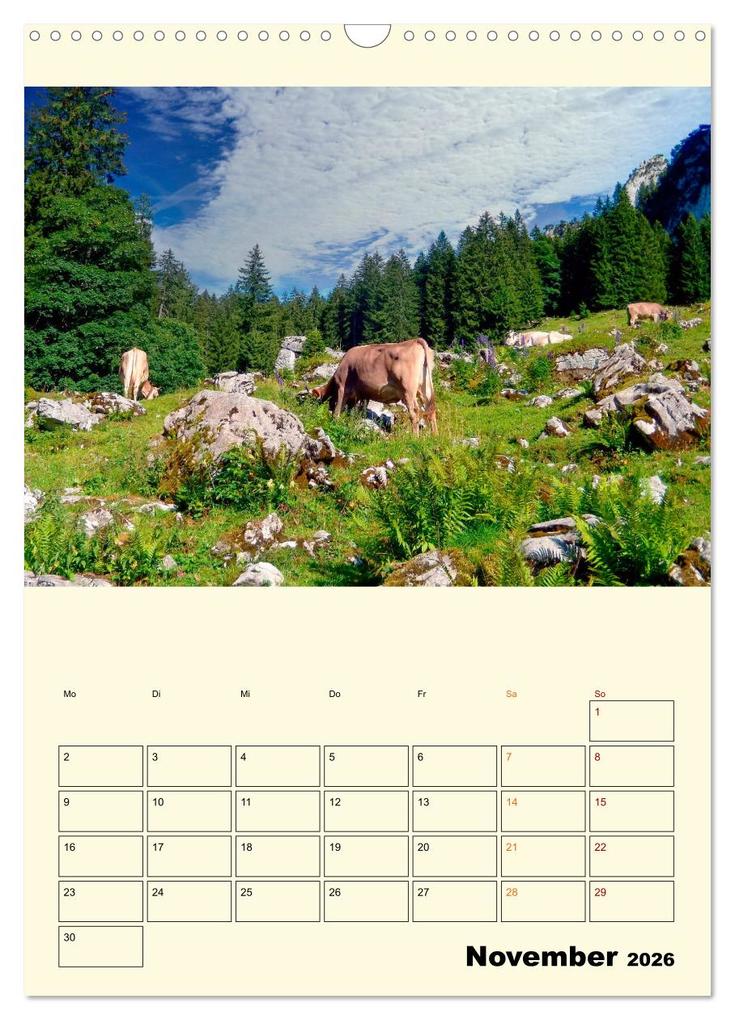 Weitere Ansicht: Glückliche Bergkühe (Wandkalender 2026 DIN A3 hoch), CALVENDO Monatskalender | Peter Roder, Calvendo