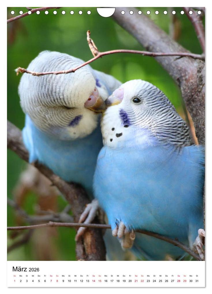 Weitere Ansicht: Der Wellensittich - Mein Lieblingsvogel (Wandkalender 2026 DIN A4 hoch), CALVENDO Monatskalender | Björn Bergmann, Calvendo