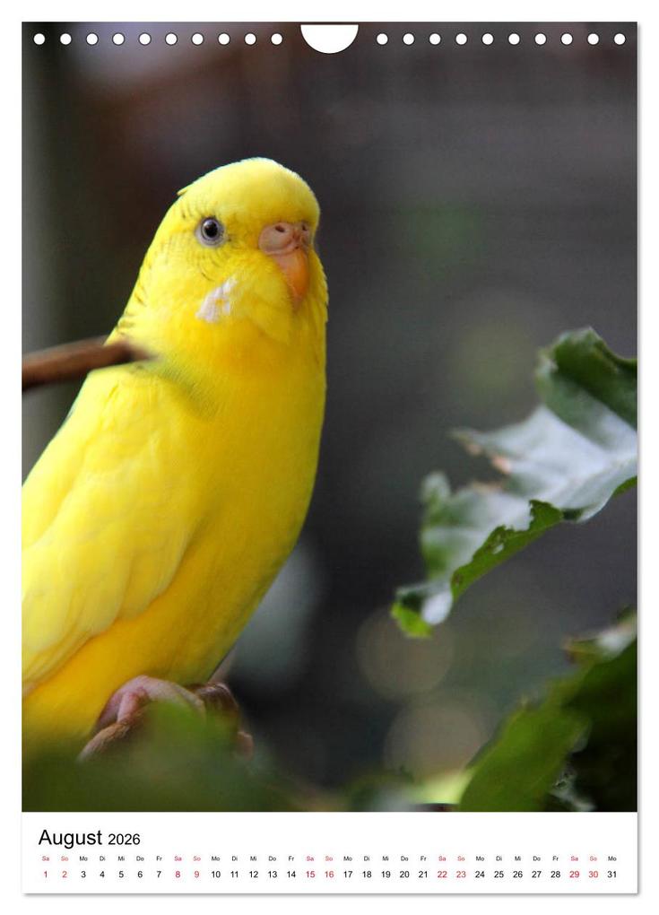 Weitere Ansicht: Der Wellensittich - Mein Lieblingsvogel (Wandkalender 2026 DIN A4 hoch), CALVENDO Monatskalender | Björn Bergmann, Calvendo