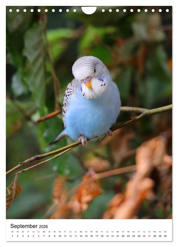 Weitere Ansicht: Der Wellensittich - Mein Lieblingsvogel (Wandkalender 2026 DIN A4 hoch), CALVENDO Monatskalender | Björn Bergmann, Calvendo