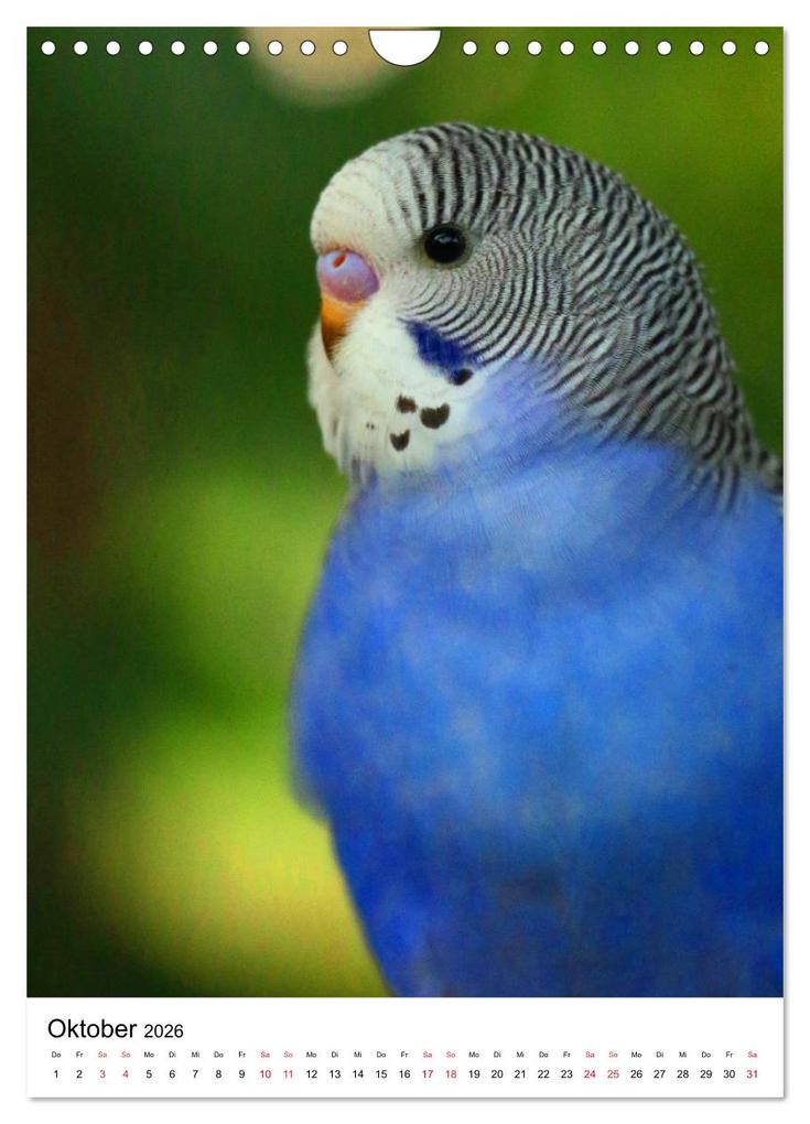 Weitere Ansicht: Der Wellensittich - Mein Lieblingsvogel (Wandkalender 2026 DIN A4 hoch), CALVENDO Monatskalender | Björn Bergmann, Calvendo