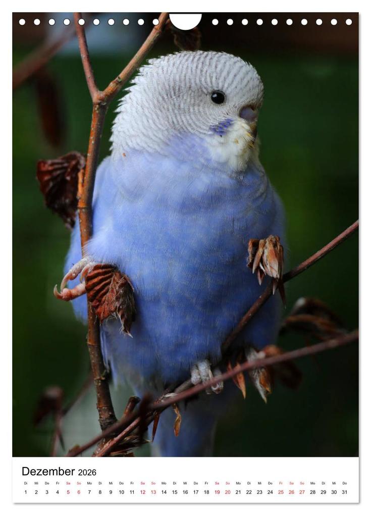 Weitere Ansicht: Der Wellensittich - Mein Lieblingsvogel (Wandkalender 2026 DIN A4 hoch), CALVENDO Monatskalender | Björn Bergmann, Calvendo