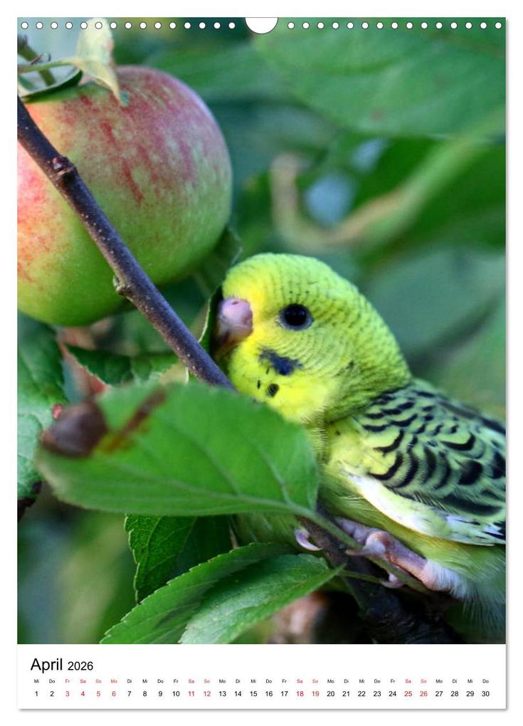Weitere Ansicht: Der Wellensittich - Mein Lieblingsvogel (Wandkalender 2026 DIN A3 hoch), CALVENDO Monatskalender | Björn Bergmann, Calvendo