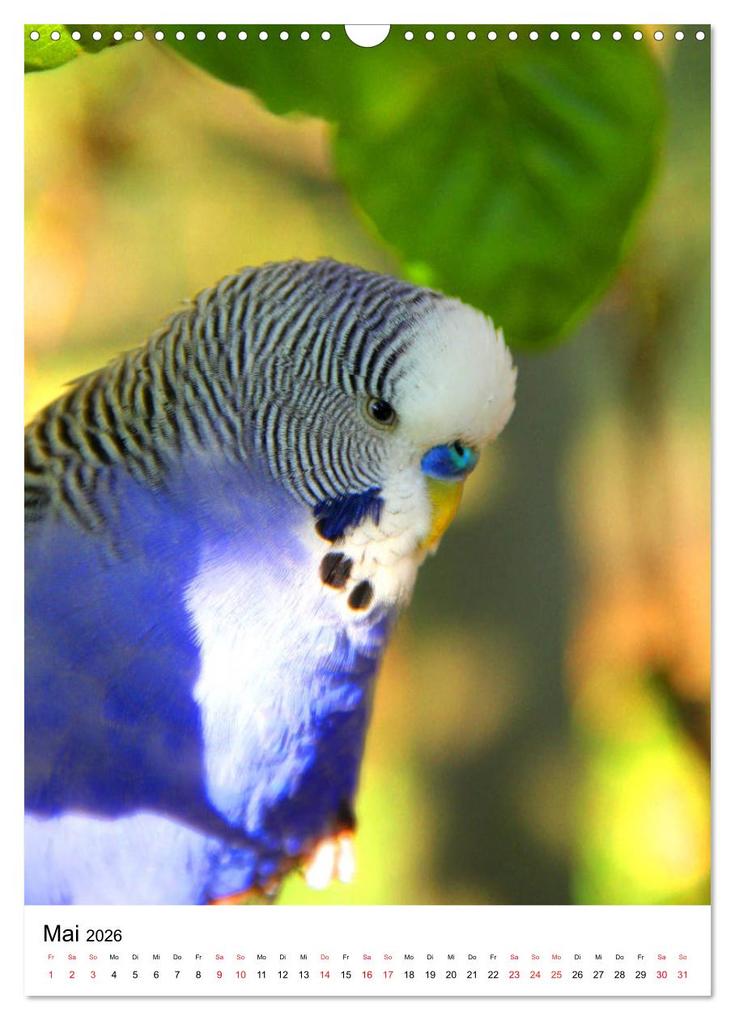 Weitere Ansicht: Der Wellensittich - Mein Lieblingsvogel (Wandkalender 2026 DIN A3 hoch), CALVENDO Monatskalender | Björn Bergmann, Calvendo