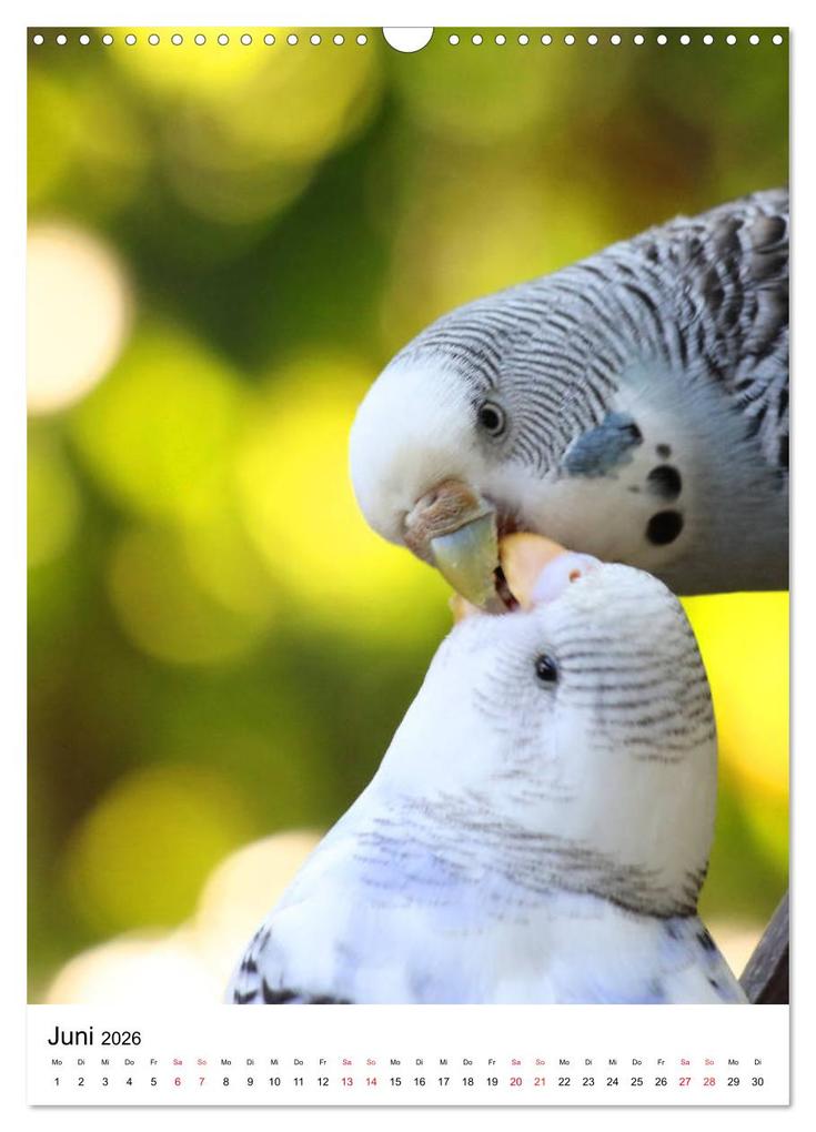 Weitere Ansicht: Der Wellensittich - Mein Lieblingsvogel (Wandkalender 2026 DIN A3 hoch), CALVENDO Monatskalender | Björn Bergmann, Calvendo