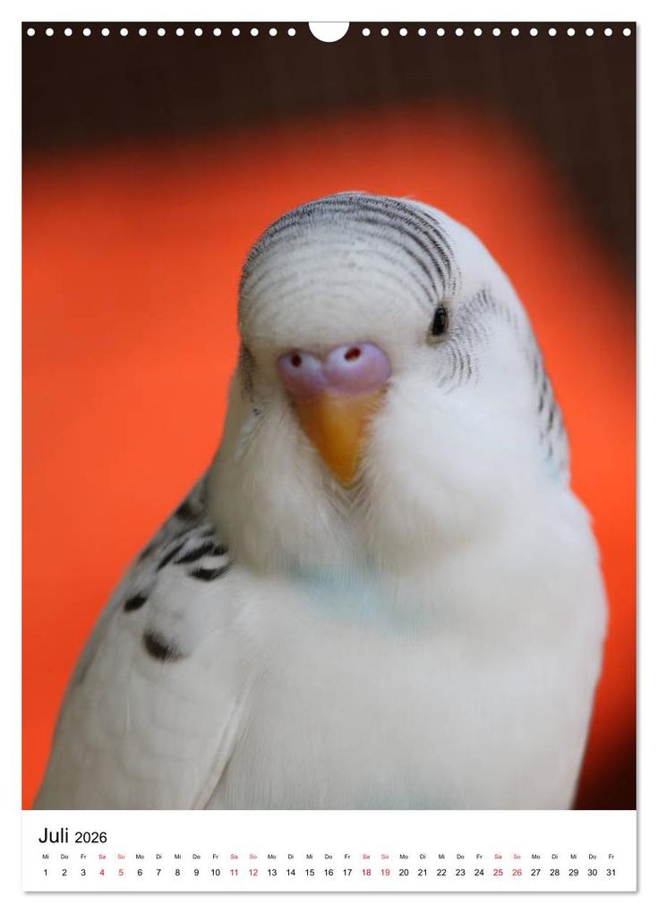 Weitere Ansicht: Der Wellensittich - Mein Lieblingsvogel (Wandkalender 2026 DIN A3 hoch), CALVENDO Monatskalender | Björn Bergmann, Calvendo