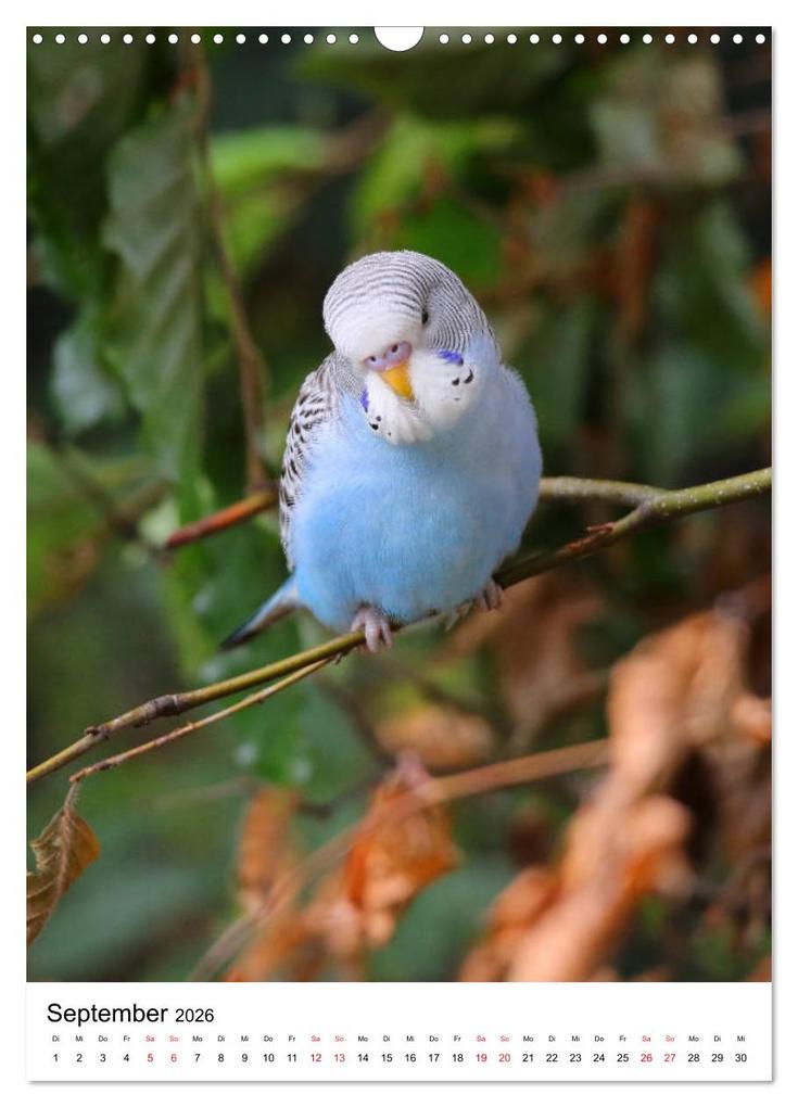 Weitere Ansicht: Der Wellensittich - Mein Lieblingsvogel (Wandkalender 2026 DIN A3 hoch), CALVENDO Monatskalender | Björn Bergmann, Calvendo