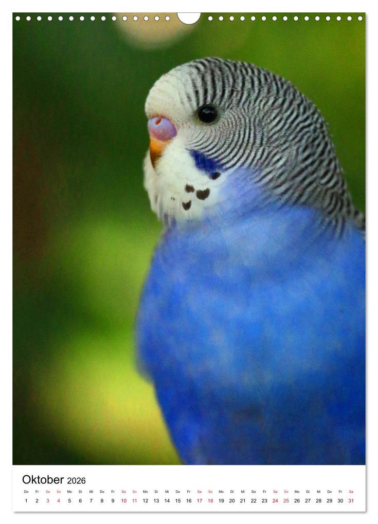 Weitere Ansicht: Der Wellensittich - Mein Lieblingsvogel (Wandkalender 2026 DIN A3 hoch), CALVENDO Monatskalender | Björn Bergmann, Calvendo