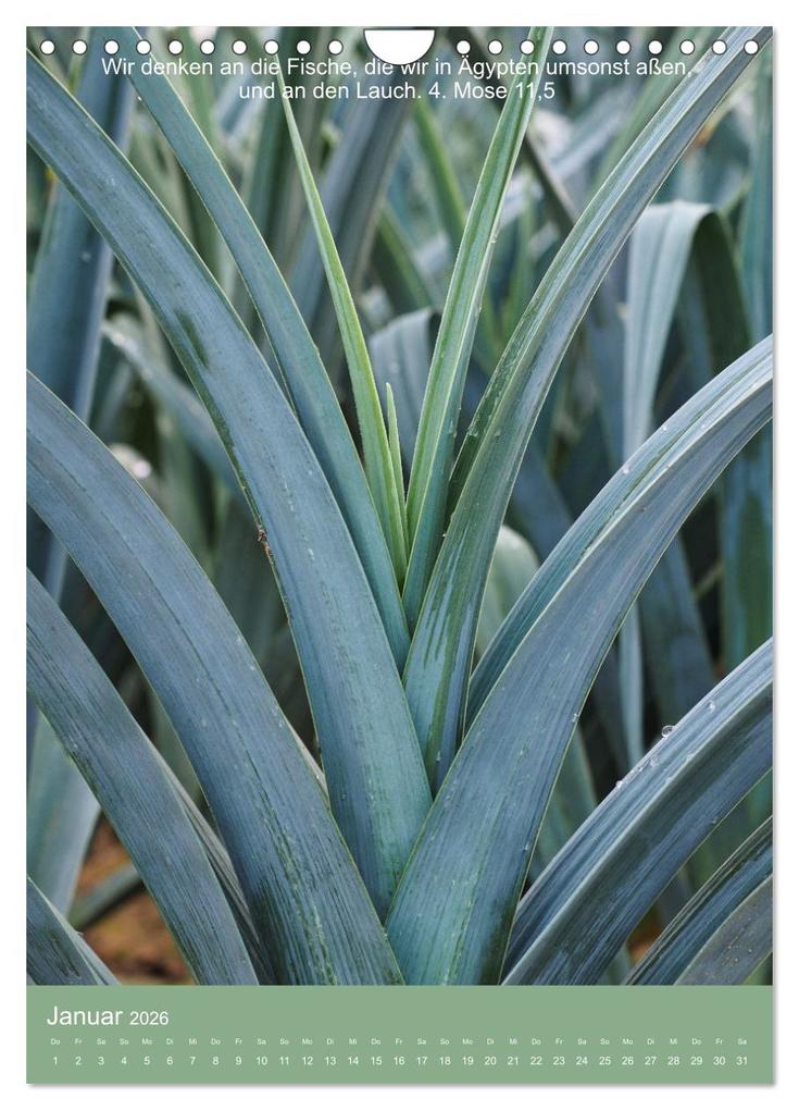 Weitere Ansicht: Biblische Pflanzen mit ihren Bibelversen (Wandkalender 2026 DIN A4 hoch), CALVENDO Monatskalender | Calvendo, Hans-Georg Vorndran