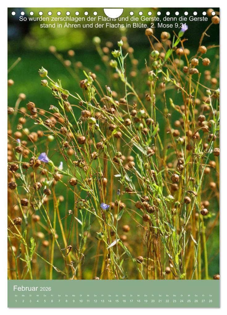 Weitere Ansicht: Biblische Pflanzen mit ihren Bibelversen (Wandkalender 2026 DIN A4 hoch), CALVENDO Monatskalender | Calvendo, Hans-Georg Vorndran