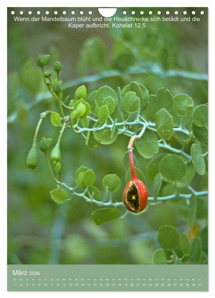 Weitere Ansicht: Biblische Pflanzen mit ihren Bibelversen (Wandkalender 2026 DIN A4 hoch), CALVENDO Monatskalender | Calvendo, Hans-Georg Vorndran