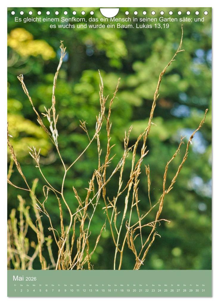 Weitere Ansicht: Biblische Pflanzen mit ihren Bibelversen (Wandkalender 2026 DIN A4 hoch), CALVENDO Monatskalender | Calvendo, Hans-Georg Vorndran