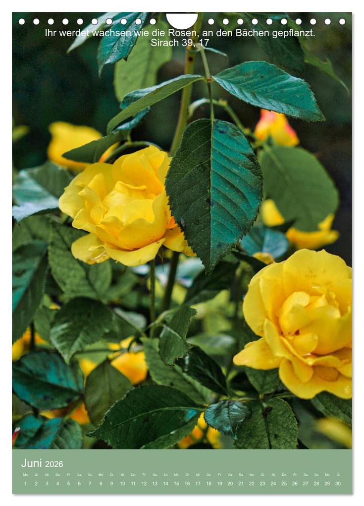 Weitere Ansicht: Biblische Pflanzen mit ihren Bibelversen (Wandkalender 2026 DIN A4 hoch), CALVENDO Monatskalender | Calvendo, Hans-Georg Vorndran