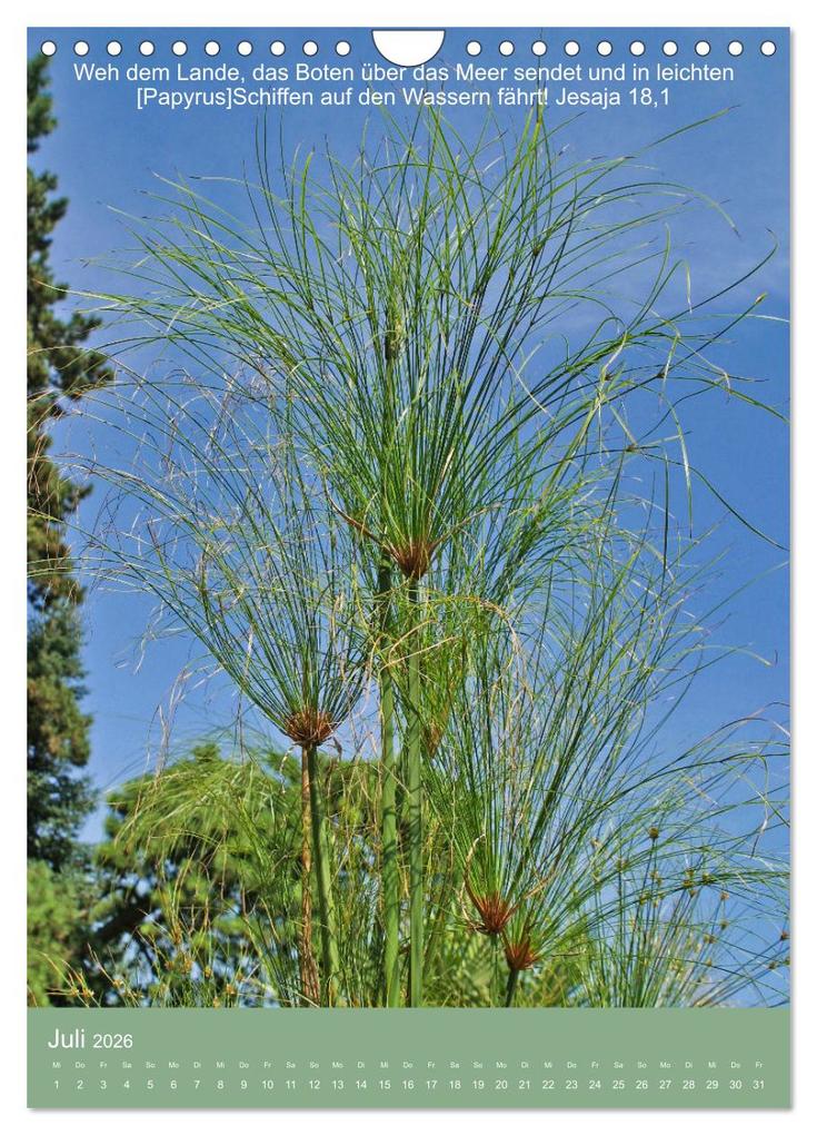 Weitere Ansicht: Biblische Pflanzen mit ihren Bibelversen (Wandkalender 2026 DIN A4 hoch), CALVENDO Monatskalender | Calvendo, Hans-Georg Vorndran