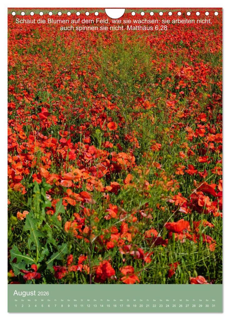 Weitere Ansicht: Biblische Pflanzen mit ihren Bibelversen (Wandkalender 2026 DIN A4 hoch), CALVENDO Monatskalender | Calvendo, Hans-Georg Vorndran