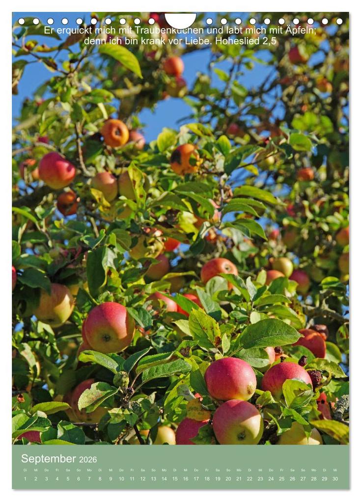 Weitere Ansicht: Biblische Pflanzen mit ihren Bibelversen (Wandkalender 2026 DIN A4 hoch), CALVENDO Monatskalender | Calvendo, Hans-Georg Vorndran