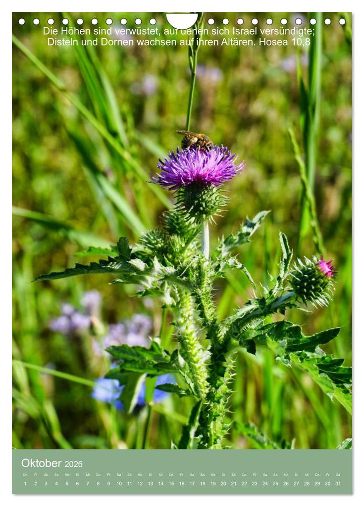 Weitere Ansicht: Biblische Pflanzen mit ihren Bibelversen (Wandkalender 2026 DIN A4 hoch), CALVENDO Monatskalender | Calvendo, Hans-Georg Vorndran