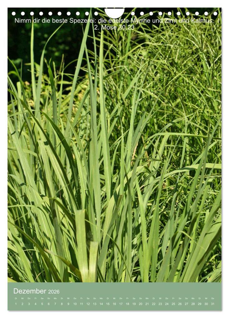 Weitere Ansicht: Biblische Pflanzen mit ihren Bibelversen (Wandkalender 2026 DIN A4 hoch), CALVENDO Monatskalender | Calvendo, Hans-Georg Vorndran