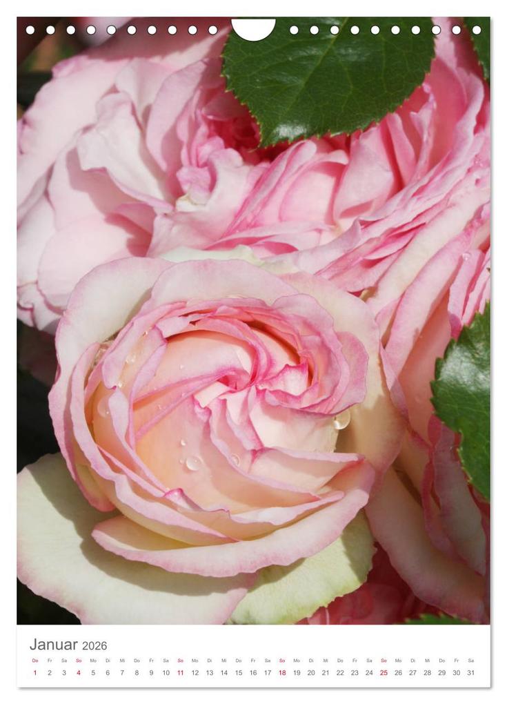 Weitere Ansicht: Glücklich mit Rosen (Wandkalender 2026 DIN A4 hoch), CALVENDO Monatskalender | Calvendo, Gisela Kruse