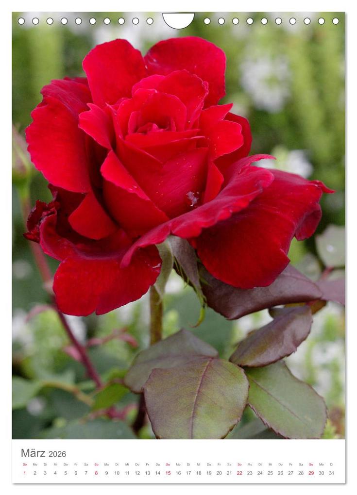 Weitere Ansicht: Glücklich mit Rosen (Wandkalender 2026 DIN A4 hoch), CALVENDO Monatskalender | Calvendo, Gisela Kruse