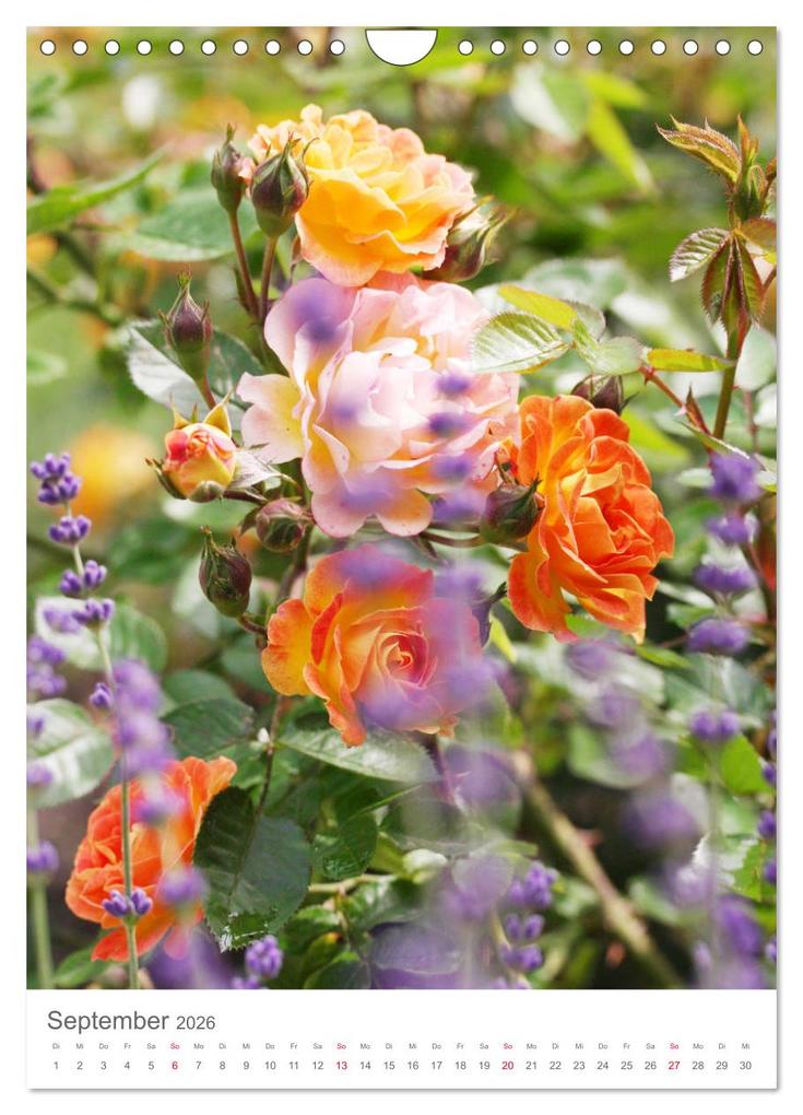 Weitere Ansicht: Glücklich mit Rosen (Wandkalender 2026 DIN A4 hoch), CALVENDO Monatskalender | Calvendo, Gisela Kruse