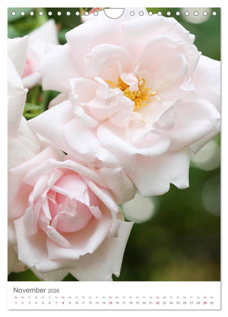 Weitere Ansicht: Glücklich mit Rosen (Wandkalender 2026 DIN A4 hoch), CALVENDO Monatskalender | Calvendo, Gisela Kruse