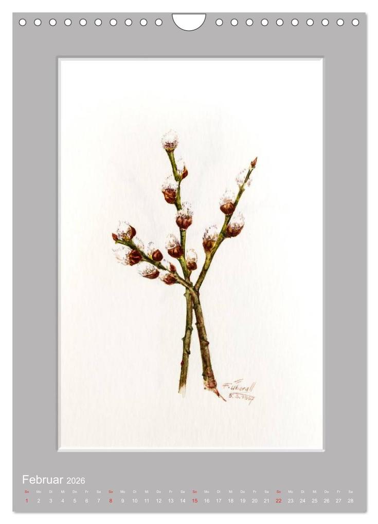 Weitere Ansicht: Alpenblumen Aquarelle aus Tirol (Wandkalender 2026 DIN A4 hoch), CALVENDO Monatskalender | Peter Überall, Calvendo