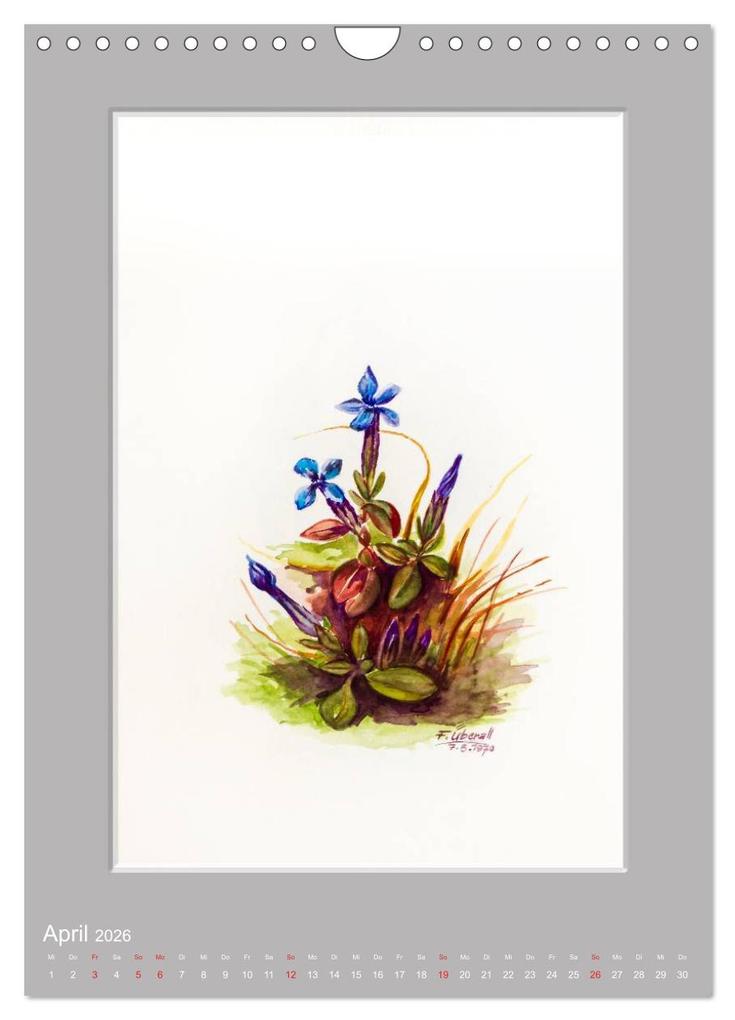 Weitere Ansicht: Alpenblumen Aquarelle aus Tirol (Wandkalender 2026 DIN A4 hoch), CALVENDO Monatskalender | Peter Überall, Calvendo