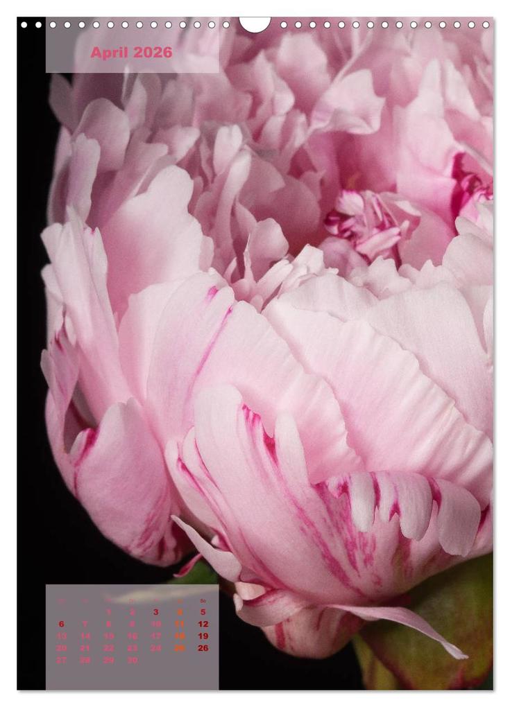 Weitere Ansicht: Die Königin der Rosen (Wandkalender 2026 DIN A3 hoch), CALVENDO Monatskalender | Susanne Stark Sugarsweet - Photo, Calvendo