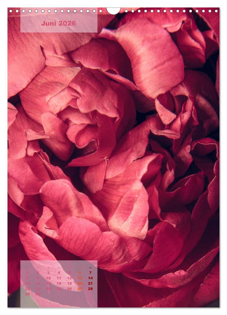 Weitere Ansicht: Die Königin der Rosen (Wandkalender 2026 DIN A3 hoch), CALVENDO Monatskalender | Susanne Stark Sugarsweet - Photo, Calvendo