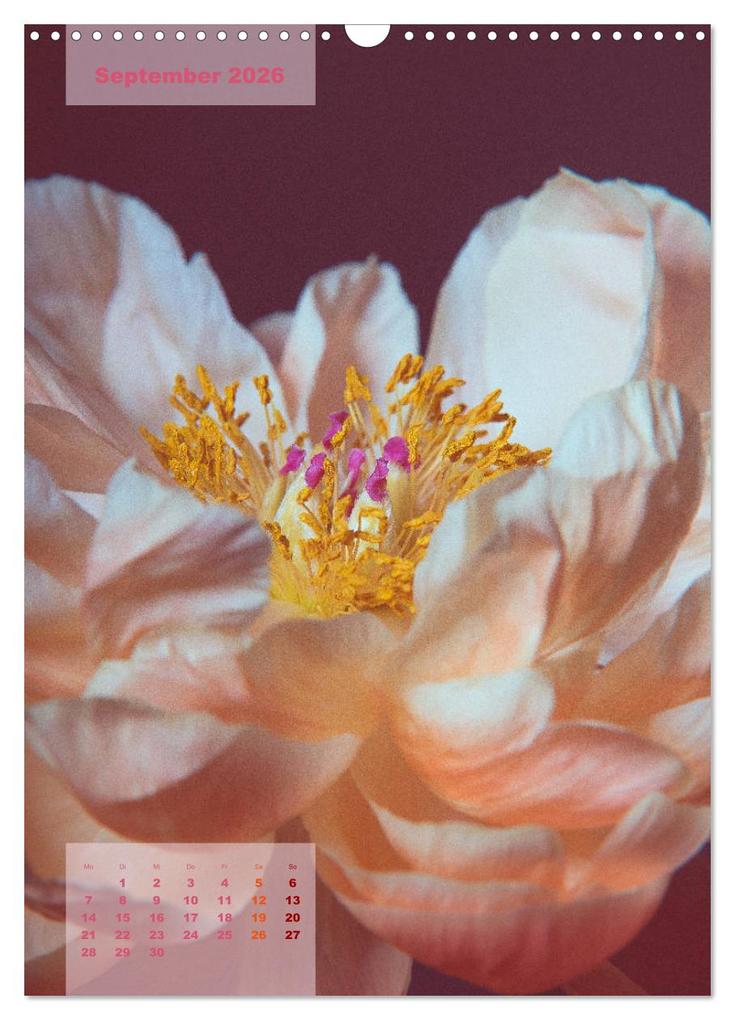 Weitere Ansicht: Die Königin der Rosen (Wandkalender 2026 DIN A3 hoch), CALVENDO Monatskalender | Susanne Stark Sugarsweet - Photo, Calvendo