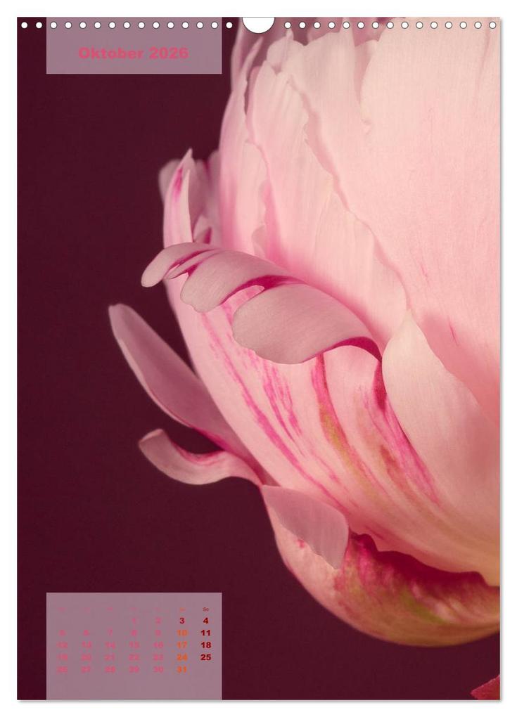 Weitere Ansicht: Die Königin der Rosen (Wandkalender 2026 DIN A3 hoch), CALVENDO Monatskalender | Susanne Stark Sugarsweet - Photo, Calvendo